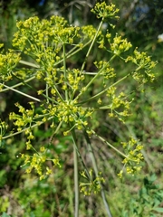 Lomatium californicum