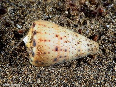 Conus canariensis