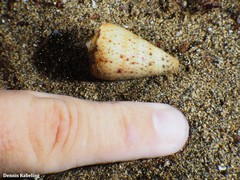 Conus canariensis