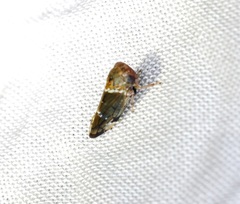 Idioscopus nitidulus