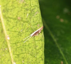 Labdia oxychlora