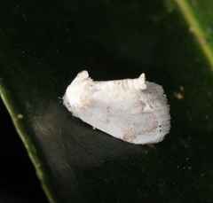 Niphopyralis