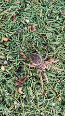 Larinioides sclopetarius