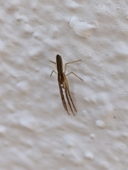 Monaeses paradoxus