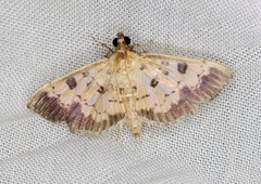 Ategumia adipalis
