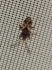 Scolopostethus thomsoni