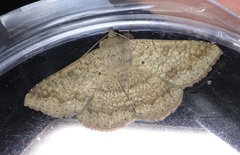 Ericeia subcinerea