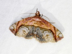 Eugnathia pulcherrima