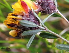 Pultenaea capitellata