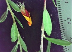 Pultenaea capitellata