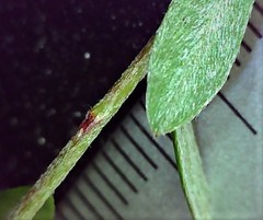 Pultenaea capitellata