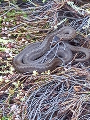 Coronella austriaca austriaca