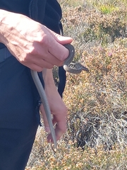 Coronella austriaca austriaca