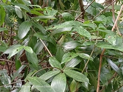 Dracaena surculosa