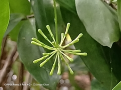Dracaena surculosa