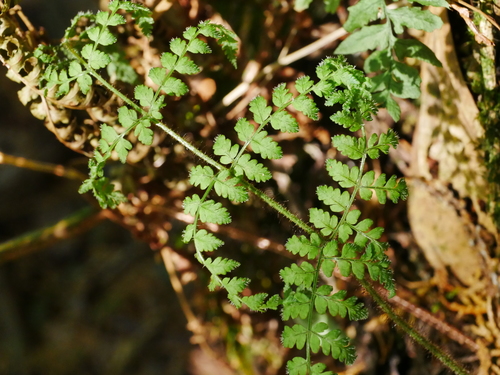 Image of Dryopteris squamiseta by (c) Jacy Chen, some rights reserved (CC BY)