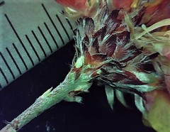 Pultenaea capitellata