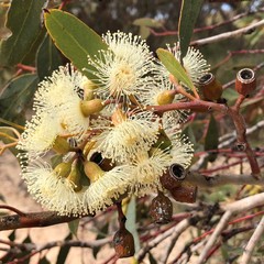 Eucalyptus incrassata