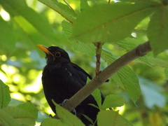 Turdus merula