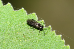 Selandriinae