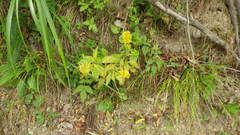 Solidago virgaurea asiatica