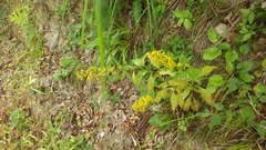 Solidago virgaurea asiatica