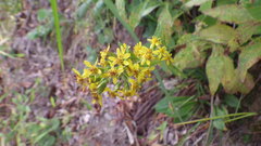 Solidago virgaurea asiatica