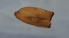 Cacoecimorpha pronubana