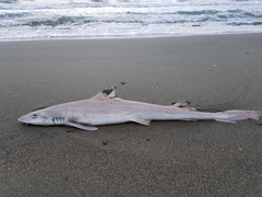 Mustelus mustelus