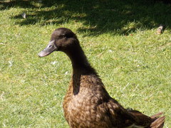 Anas platyrhynchos domesticus