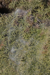 Tetranychus lintearius