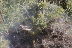 Tetranychus lintearius