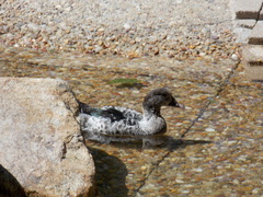 Cairina moschata domestica