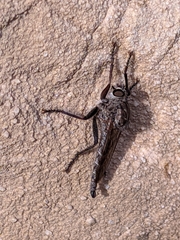 Machimus pilipes
