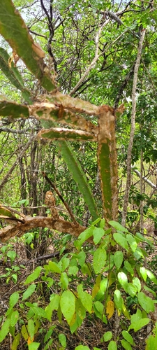 Image of Pitahaya (Leptocereus quadricostatus) by (c) ritirene, some rights reserved (CC BY)