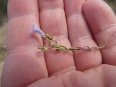 Wahlenbergia paniculata