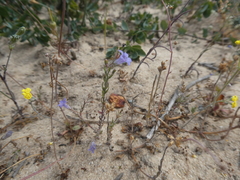 Wahlenbergia paniculata