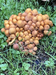 Basidiomycota