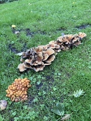 Basidiomycota