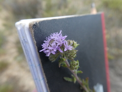 Phyllopodium cephalophorum