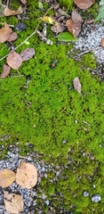 Vinealobryum nicholsonii