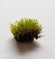 Vinealobryum nicholsonii