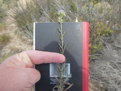 Phyllopodium cephalophorum