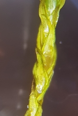 Vinealobryum nicholsonii