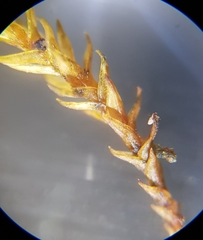 Vinealobryum nicholsonii