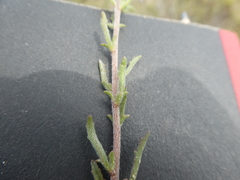 Phyllopodium cephalophorum
