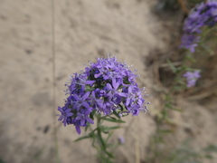 Phyllopodium cephalophorum