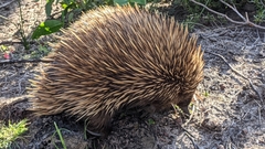 Tachyglossus aculeatus multiaculeatus