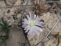 Mesembryanthemum canaliculatum