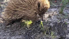 Tachyglossus aculeatus multiaculeatus